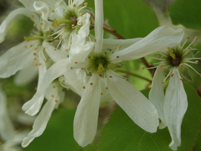 Amelanchier arborea (Common serviceberry) #35500