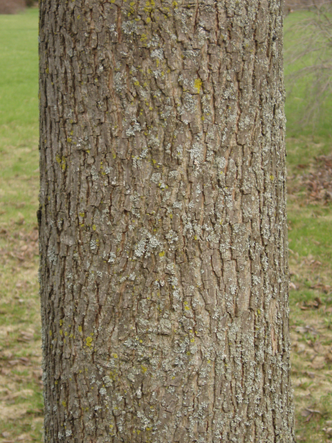 Carya cordiformis (Bitternut hickory) #35522