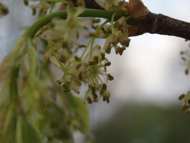 Celtis occidentalis (Common hackberry) #35556