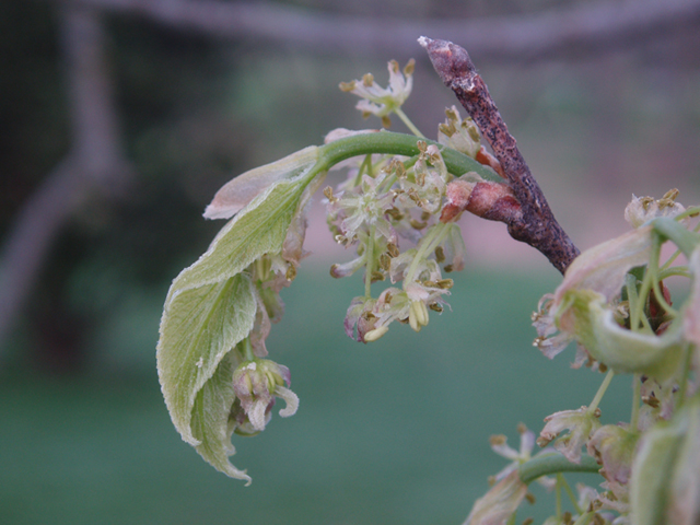 Celtis occidentalis (Common hackberry) #35558