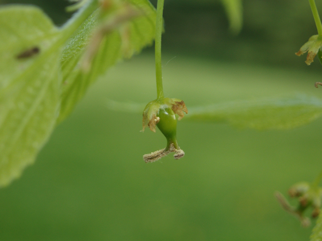 Celtis occidentalis (Common hackberry) #35571