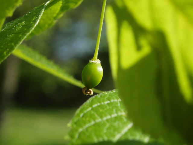 Celtis occidentalis (Common hackberry) #35574