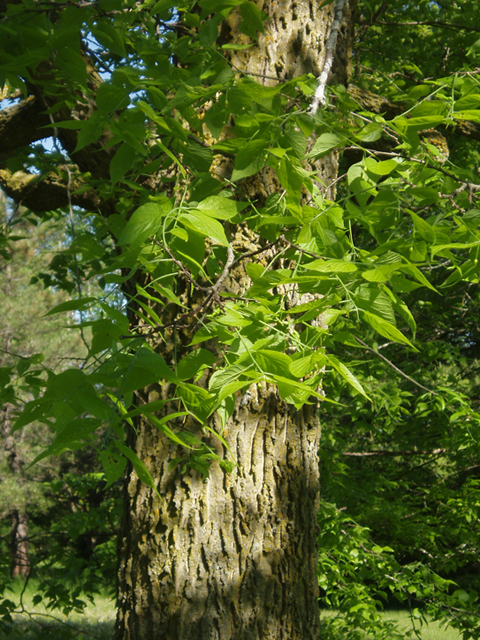 Celtis occidentalis (Common hackberry) #35575
