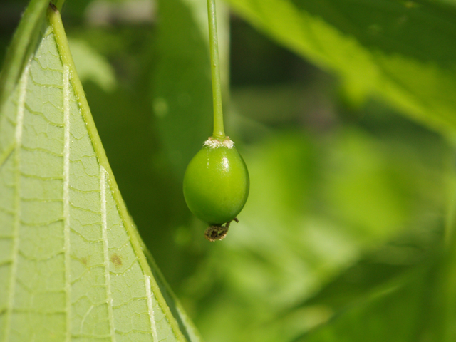 Celtis occidentalis (Common hackberry) #35578
