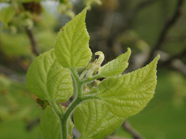 Celtis tenuifolia (Dwarf hackberry) #35585