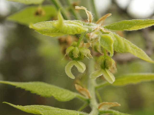 Celtis tenuifolia (Dwarf hackberry) #35586