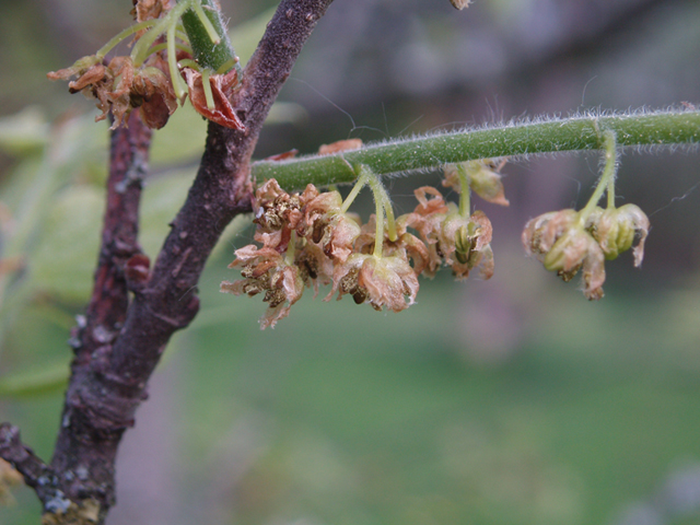 Celtis tenuifolia (Dwarf hackberry) #35587