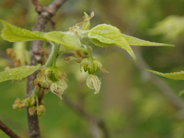 Celtis tenuifolia (Dwarf hackberry) #35588