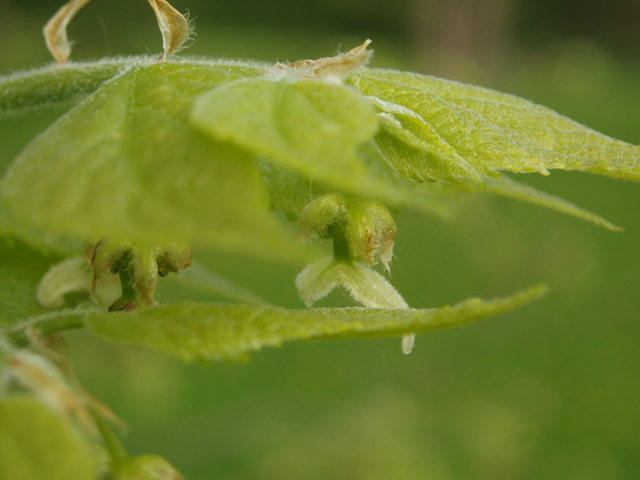 Celtis tenuifolia (Dwarf hackberry) #35589