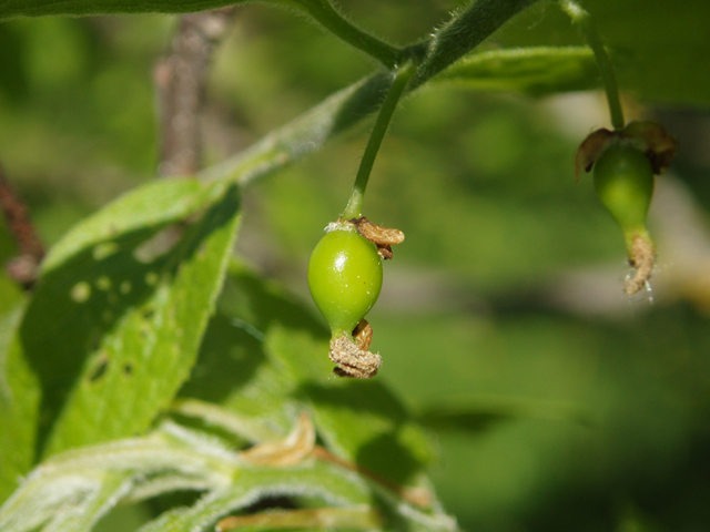 Celtis tenuifolia (Dwarf hackberry) #35590