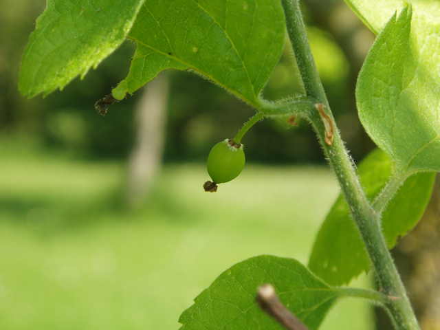 Celtis tenuifolia (Dwarf hackberry) #35591