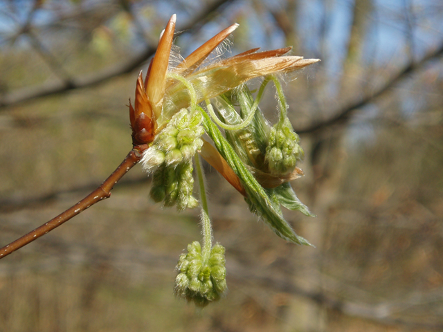 Fagus grandifolia (American beech) #35621