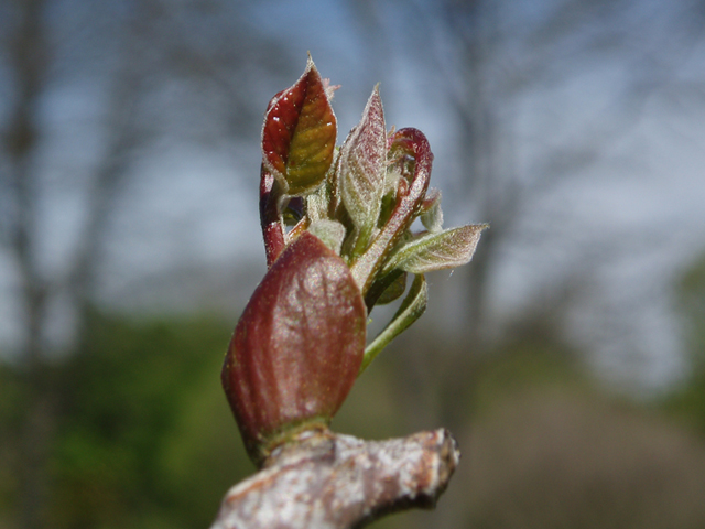 Gymnocladus dioicus (Kentucky coffeetree) #35665