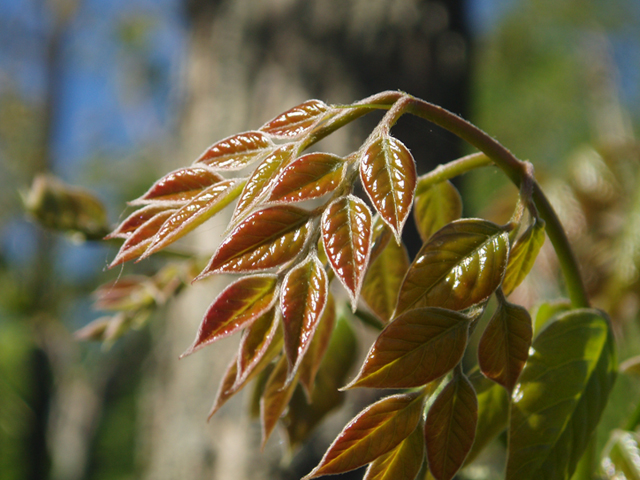 Gymnocladus dioicus (Kentucky coffeetree) #35666