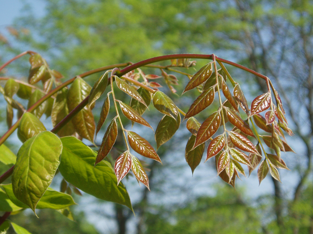 Gymnocladus dioicus (Kentucky coffeetree) #35667