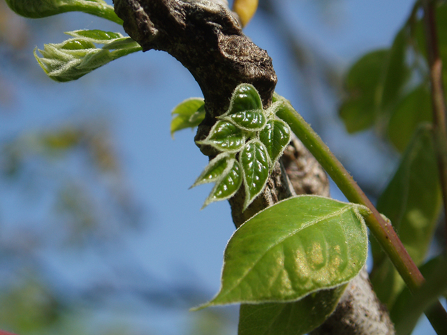 Gymnocladus dioicus (Kentucky coffeetree) #35668