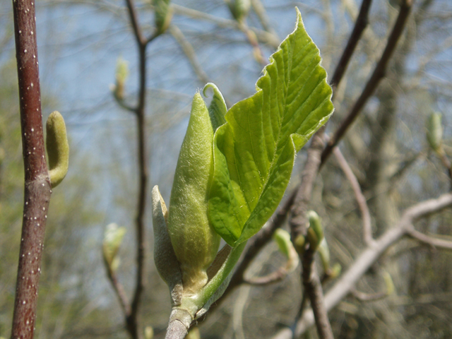 Magnolia acuminata (Cucumbertree) #35685