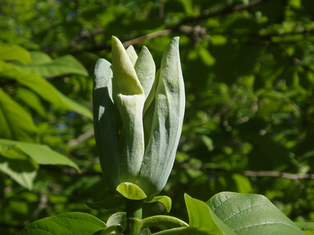 Magnolia acuminata (Cucumbertree) #35686
