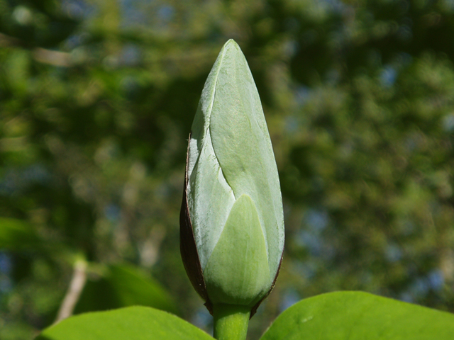 Magnolia acuminata (Cucumbertree) #35687