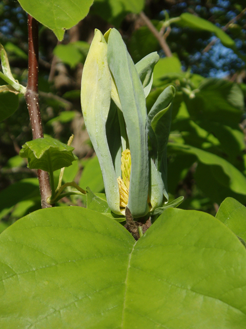 Magnolia acuminata (Cucumbertree) #35690