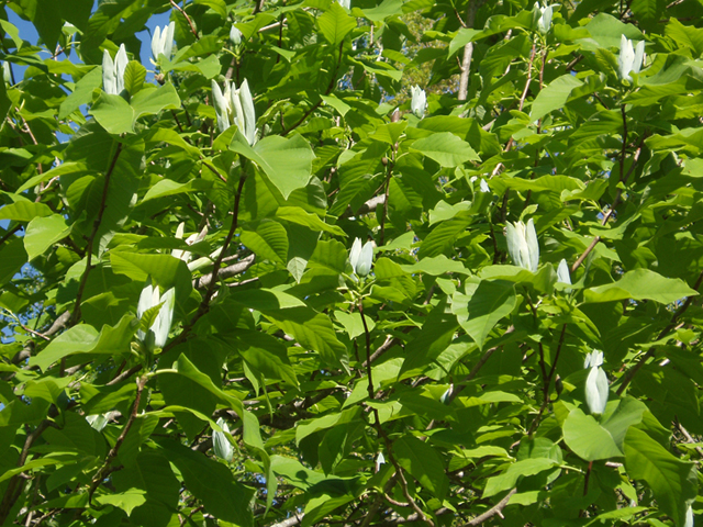 Magnolia acuminata (Cucumbertree) #35692