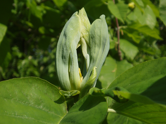 Magnolia acuminata (Cucumbertree) #35694