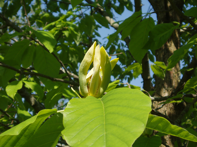 Magnolia acuminata (Cucumbertree) #35696