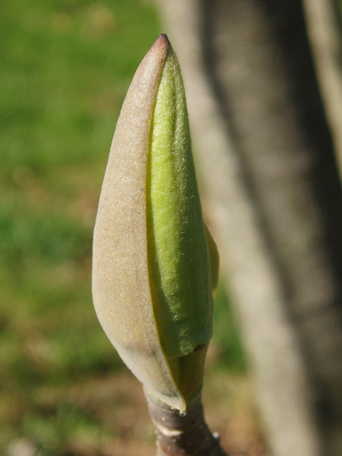 Magnolia tripetala (Umbrella tree) #35698