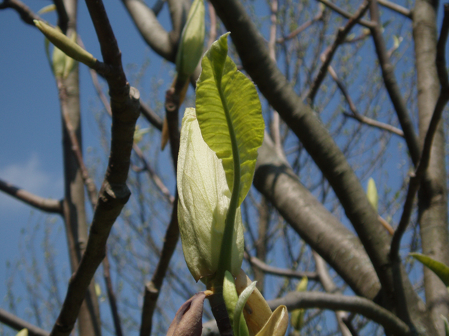 Magnolia tripetala (Umbrella tree) #35699