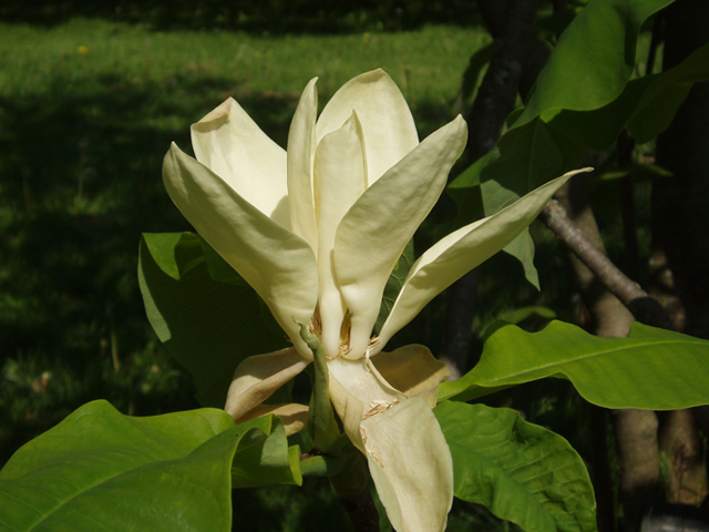Magnolia tripetala (Umbrella tree) #35701