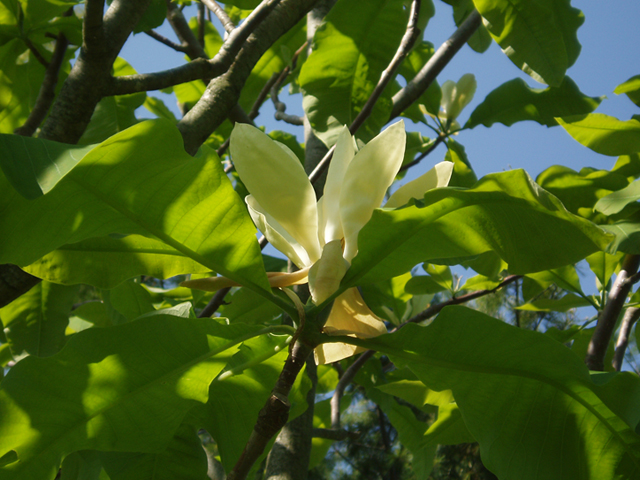 Magnolia tripetala (Umbrella tree) #35703