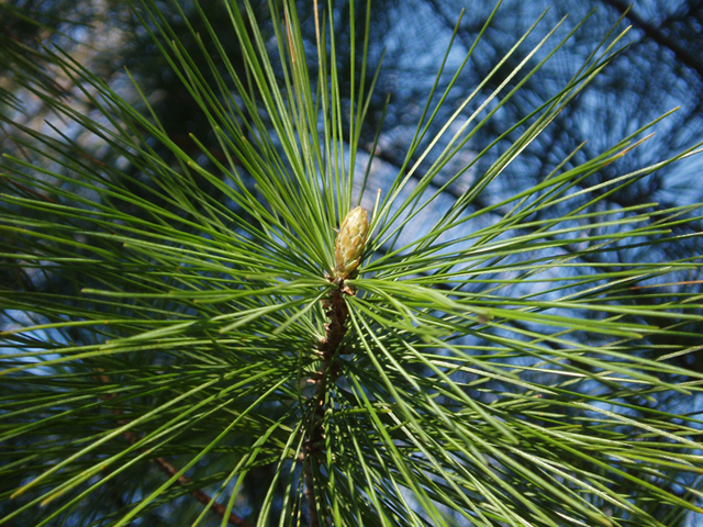Pinus strobus (Eastern white pine) #35718