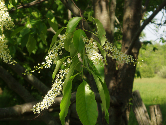 Prunus serotina (Black cherry) #35731