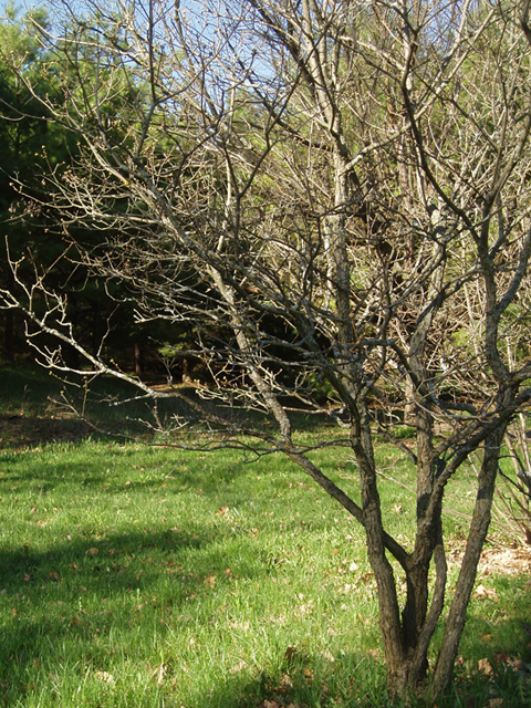 Quercus prinoides (Dwarf chinkapin oak) #35739