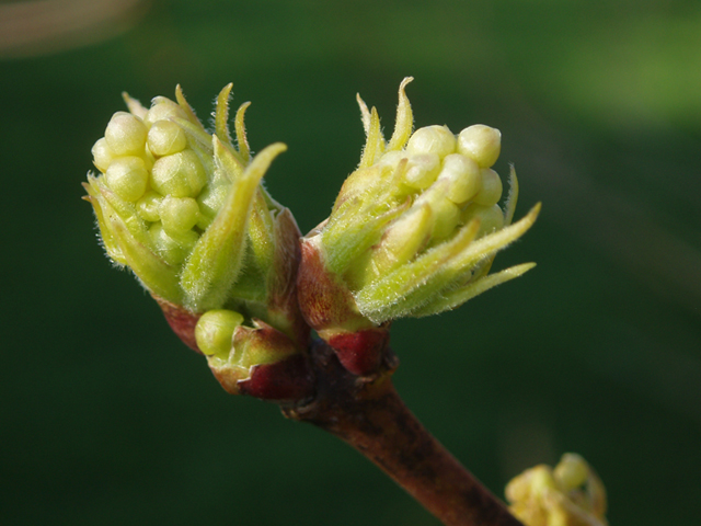 Staphylea trifolia (American bladdernut) #35761