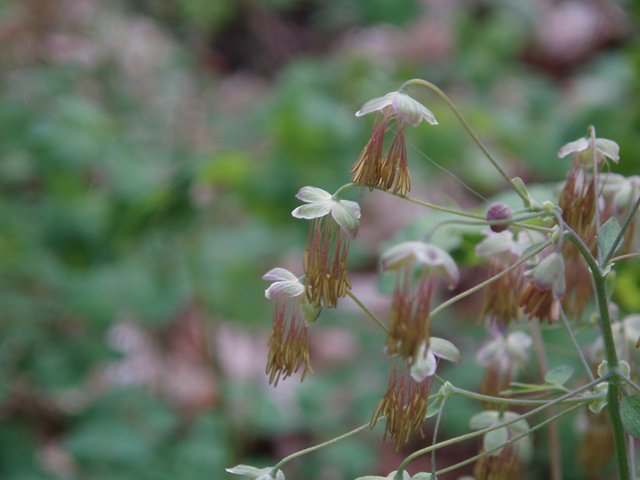 Thalictrum dioicum (Early meadow-rue) #35765