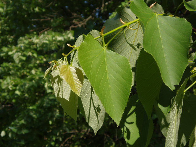 Tilia americana var. heterophylla (American basswood) #35782