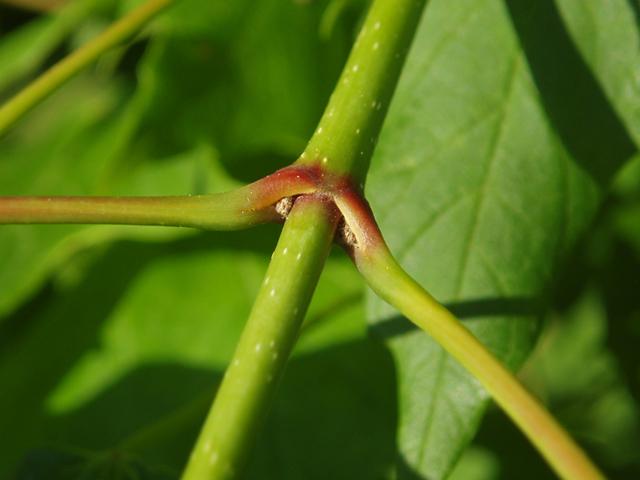 Acer saccharum (Sugar maple) #37218