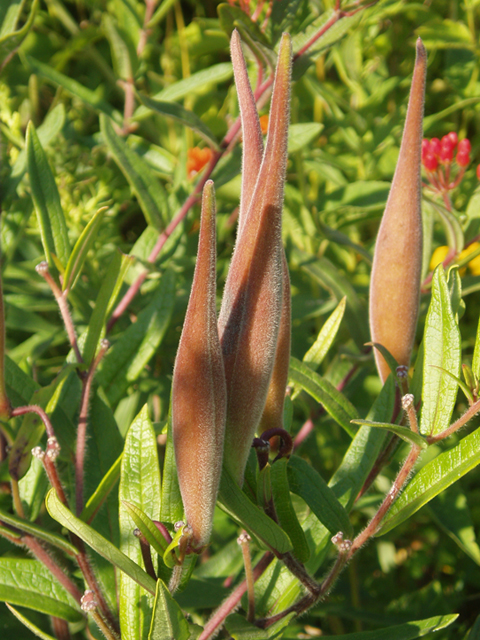 Asclepias tuberosa (Butterflyweed) #37228