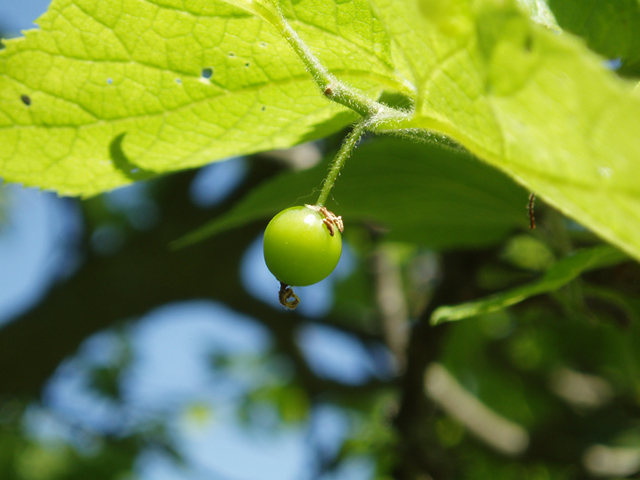 Celtis tenuifolia (Dwarf hackberry) #37238