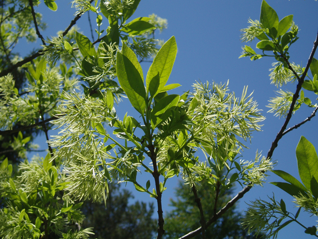 Chionanthus virginicus (White fringetree) #37241