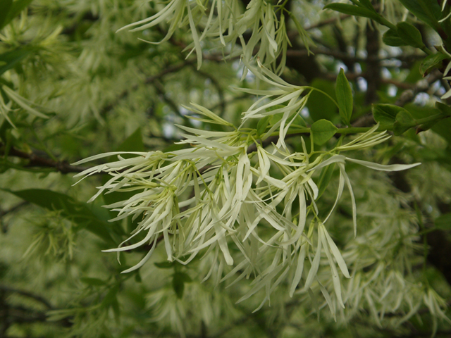 Chionanthus virginicus (White fringetree) #37243