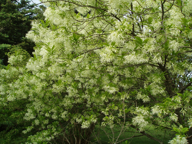 Chionanthus virginicus (White fringetree) #37246