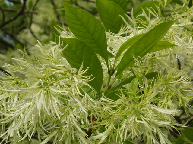 Chionanthus virginicus (White fringetree) #37248