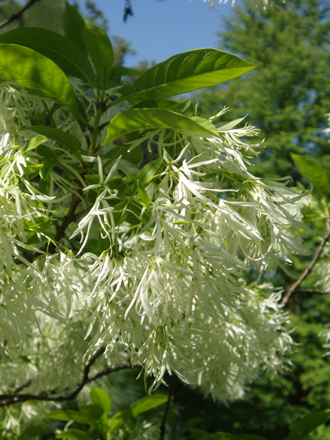 Chionanthus virginicus (White fringetree) #37249