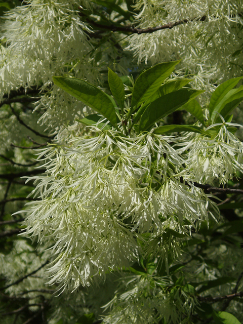 Chionanthus virginicus (White fringetree) #37250