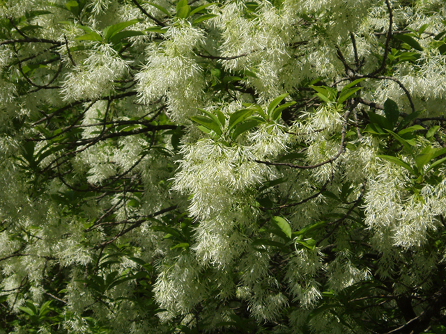 Chionanthus virginicus (White fringetree) #37252