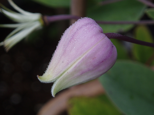 Clematis versicolor (Pale leatherflower) #37261