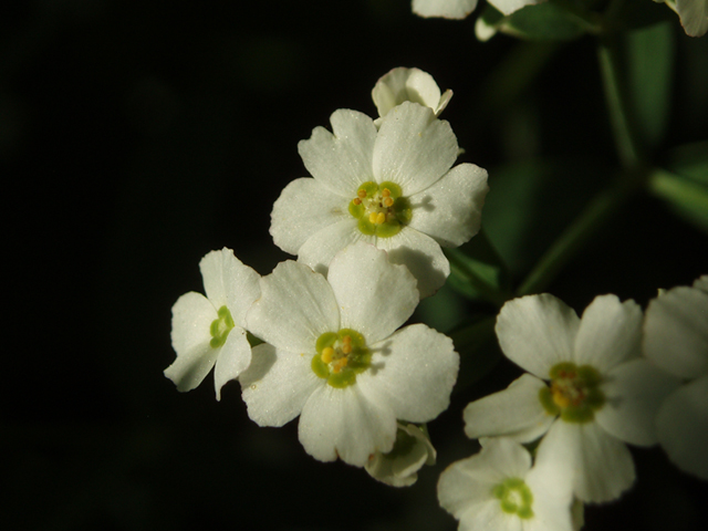 Euphorbia corollata (Flowering spurge) #37283