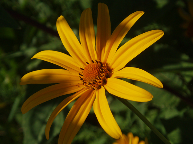 Heliopsis helianthoides (Smooth oxeye) #37286